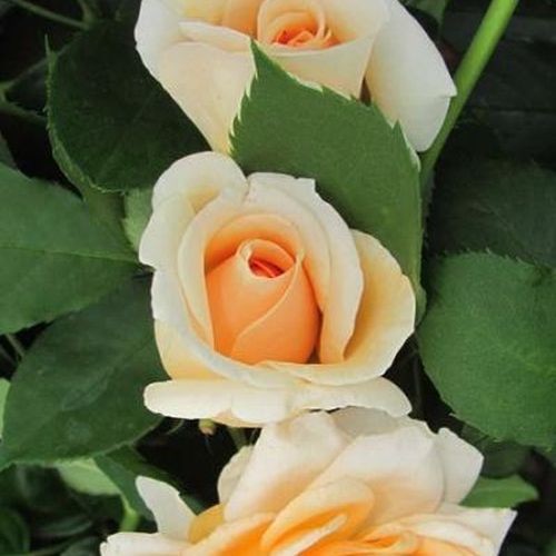 Rosa Jayne Austin - galben - Trandafir copac cu trunchi înalt - cu flori tip trandafiri englezești - coroană tufiș